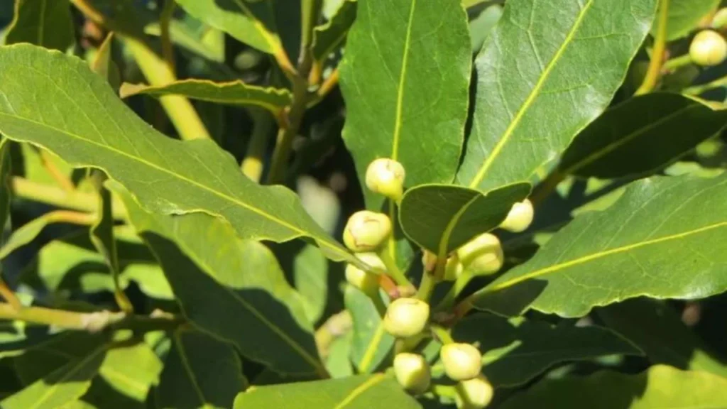 Attira ricchezza: porta con te la foglia per "attirare" l'abbondanza.
