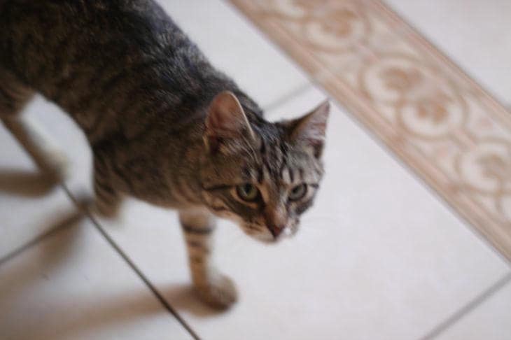 Perché i gatti trascinano i giocattoli nelle ciotole del cibo: logistica di sopravvivenza e generosità dei predatori