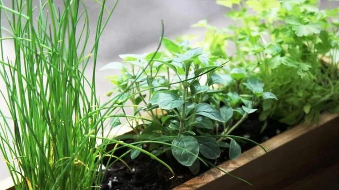 Quali verdure sopravviveranno sul davanzale della finestra in inverno: cosa puoi coltivare