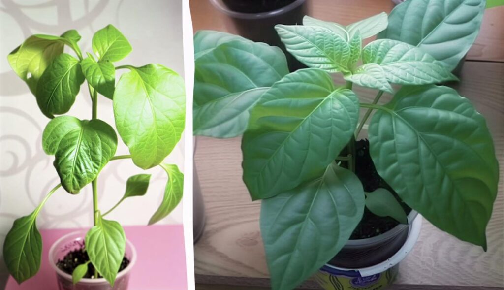 Questi errori possono impedirti di raccogliere: perché le piante di pepe diventano gialle?